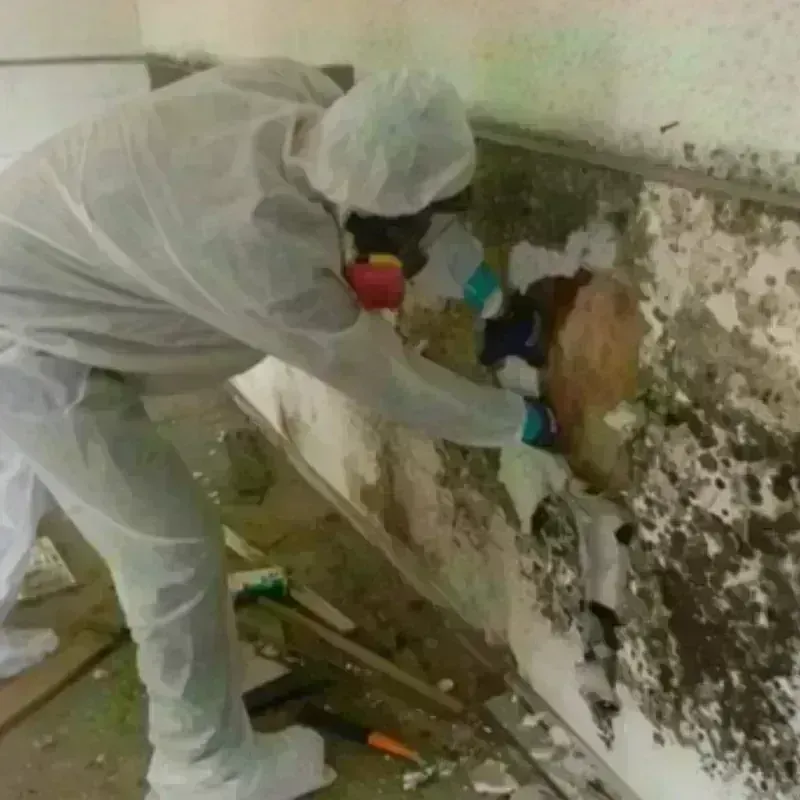 Mold Remediation and Removal in Woodward, OK